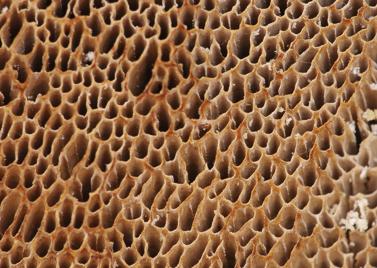 Aphyllophorales corso